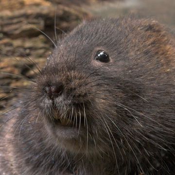 European Water Vole 