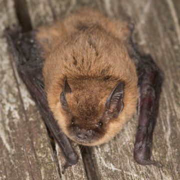 Common Pipistrelle