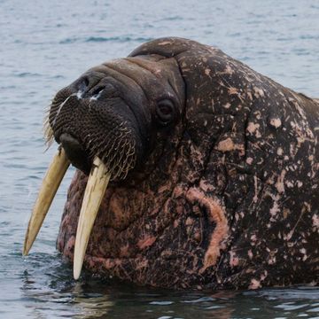 Walrus