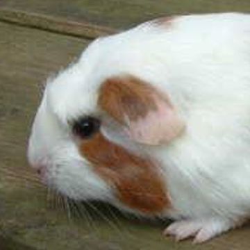 Cuy- / Riesenmeerschweinchen